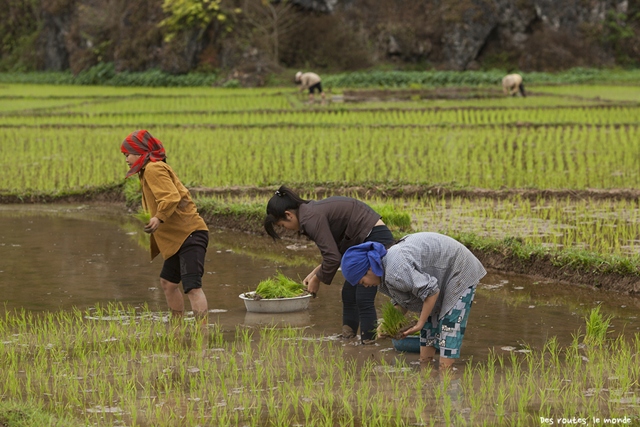 Mai Chau