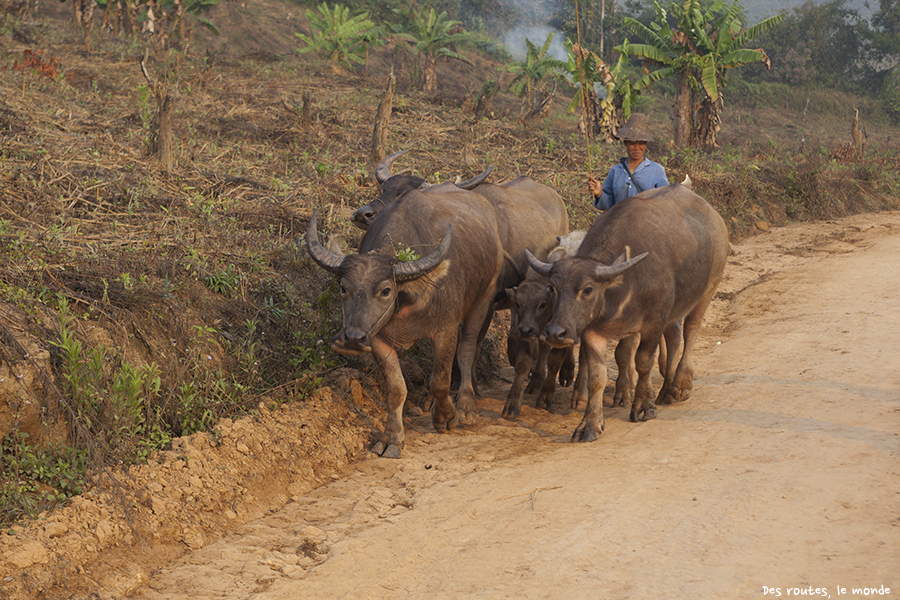 Un paysan et ses buffles