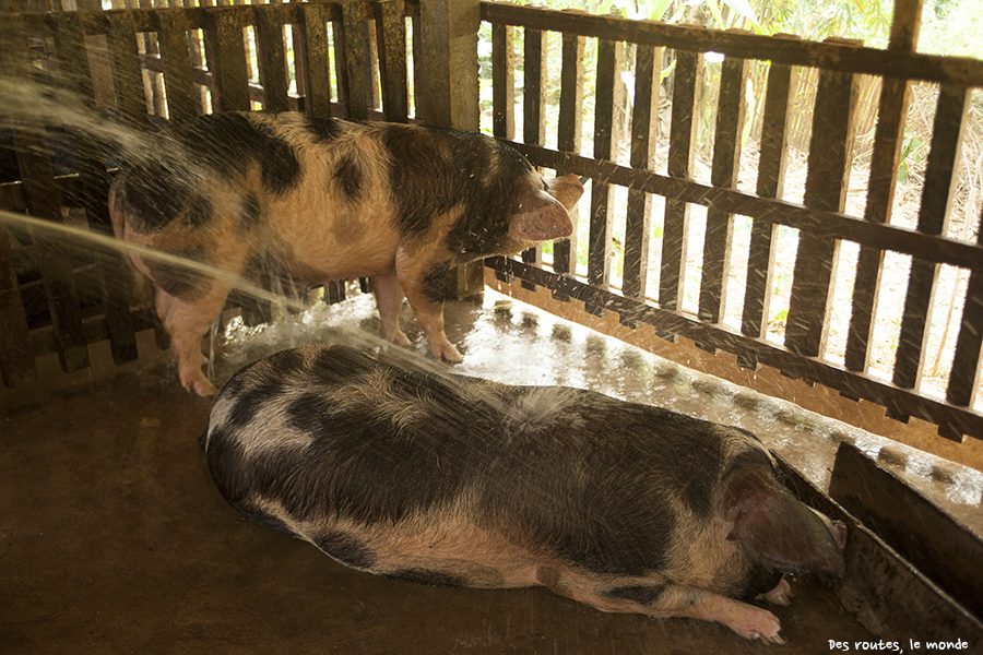 La douche des cochons