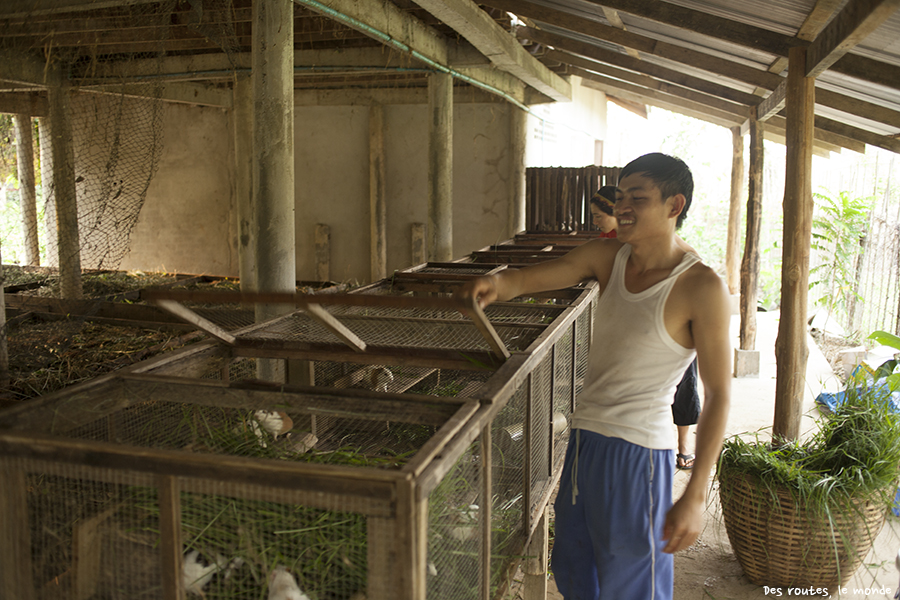 Nettoyage des cages des cochons d'Inde