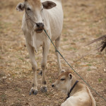 Vache et veau