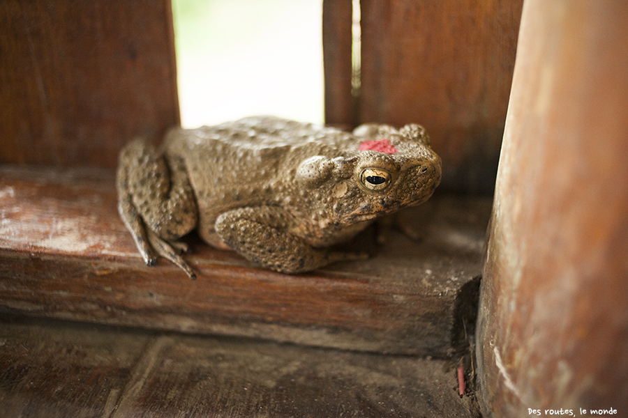 Un crapaud décoré