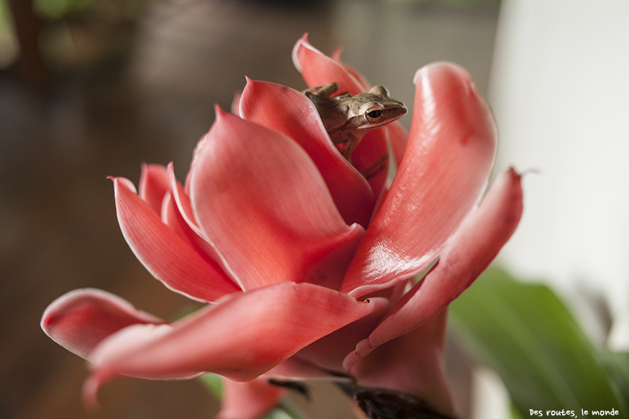 Une grenouille cachée