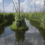 Les jardins flottants