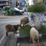 Des moutons dans la ville