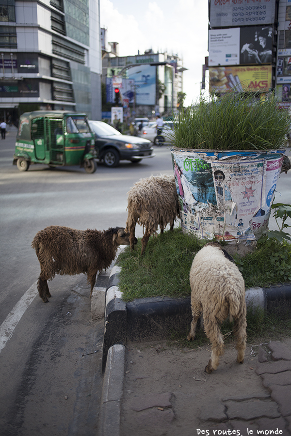 Des moutons dans la ville
