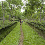Srimangol, le pays du the