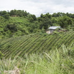 Une plantation d'ananas