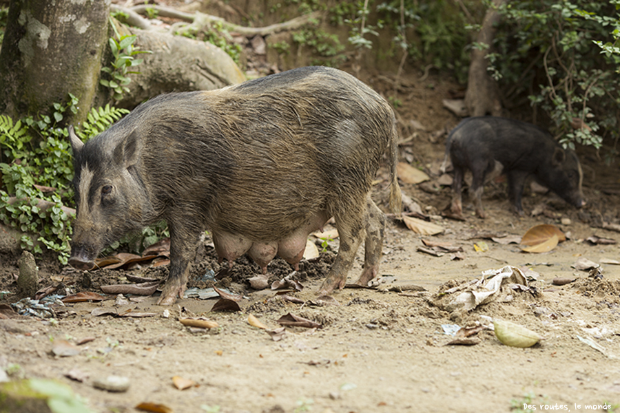 De bons cochons