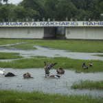 Les canards sous la pluie