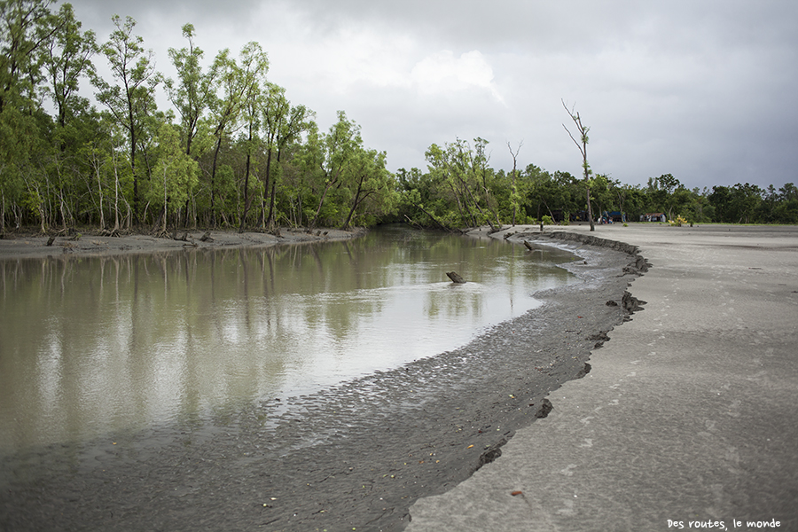 La mangrove