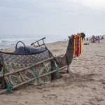 Un dromadaire pour les touristes