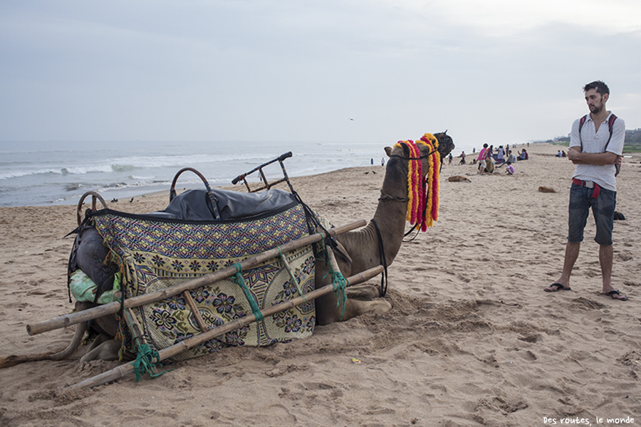 Un dromadaire pour les touristes