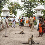 Des singes sur la route de la stupa