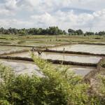 Vue sur les rizières