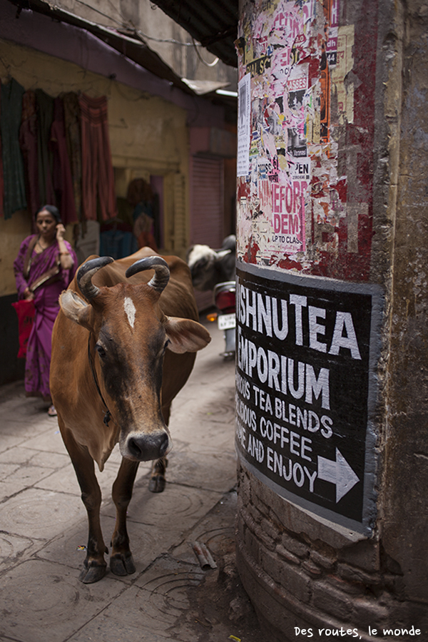 Une vache dans la rue