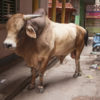 Vache Varanasi