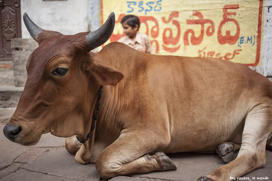 Vache Varanasi 2