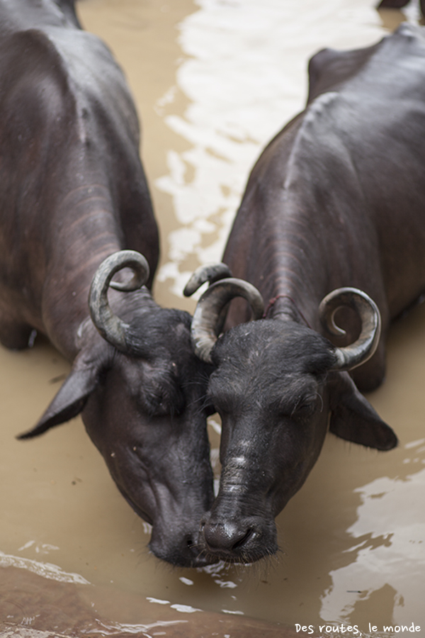 Toilette de buffles