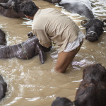 Toilette de buffles 2