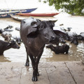Toilette de buffles 4