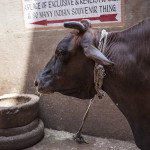 Un gros taureau