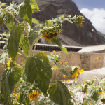 Tournesol de montagne