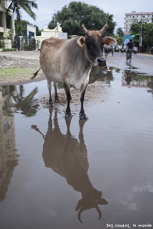 Vache et reflet