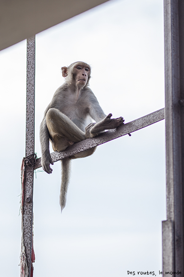 Un macaque