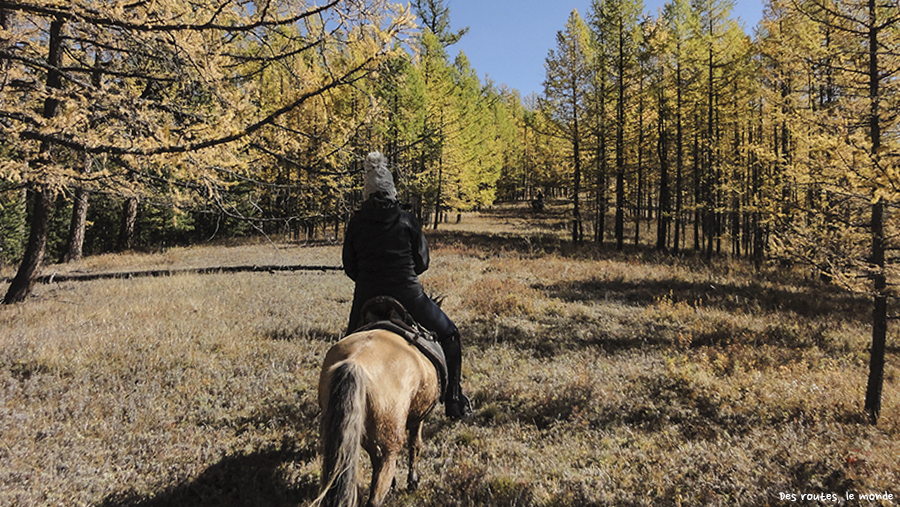 Dans la forêt