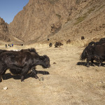 Des yaks