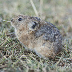 Un pika