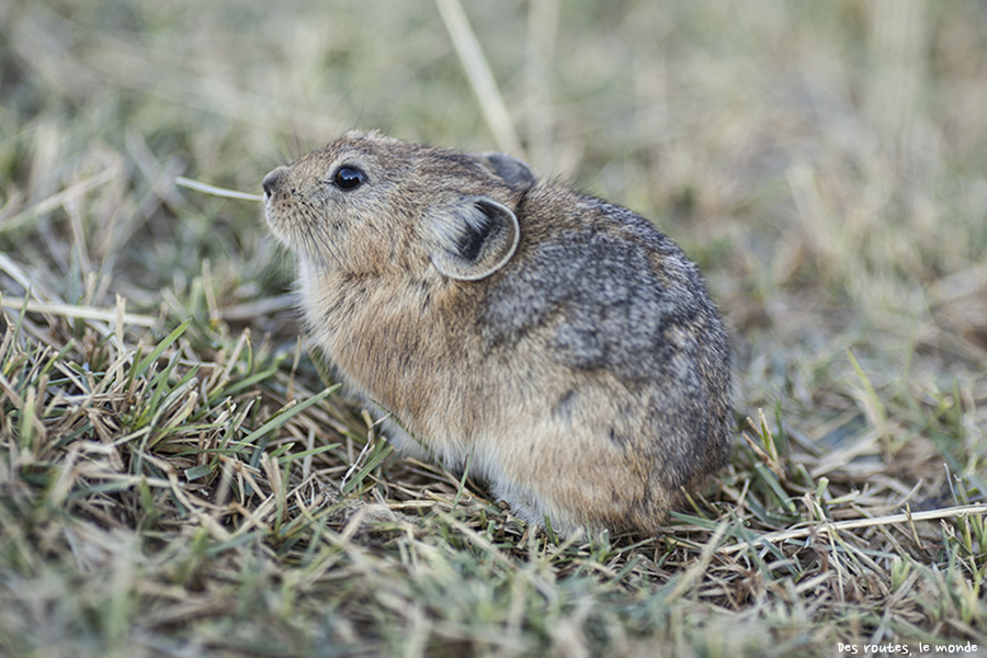 Un pika