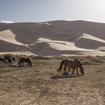 Des chevaux sauvages