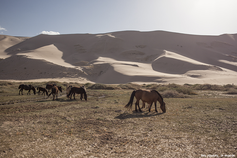 Des chevaux sauvages