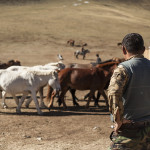 Les chevaux de Horsetrails