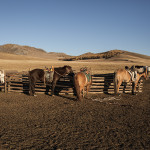 Tous nos chevaux