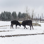 Deux jeunes taureaux