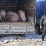 Marché aux animaux