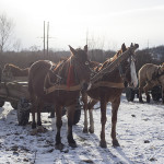 Vente de chevaux