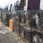 Poules et poulets