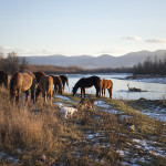 Les chevaux