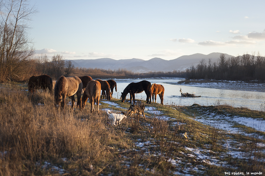 Les chevaux