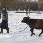 La balade de Misha le buffle