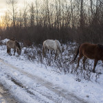 Les chevaux sur le chemin du retour